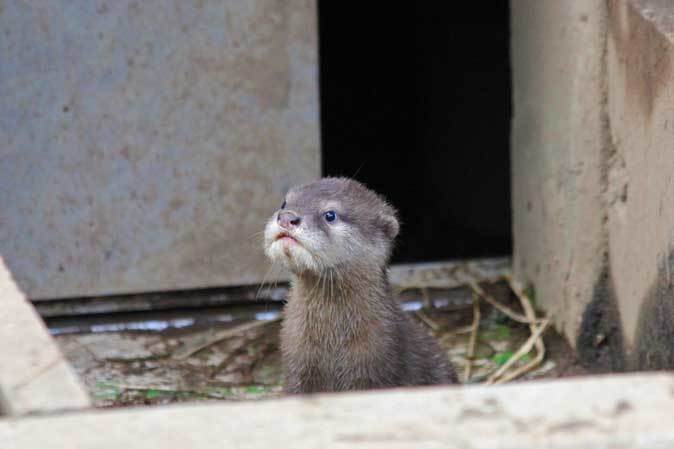 コツメカワウソ三つ子の赤ちゃん（智光山公園こども動物園）_b0355317_21293987.jpg