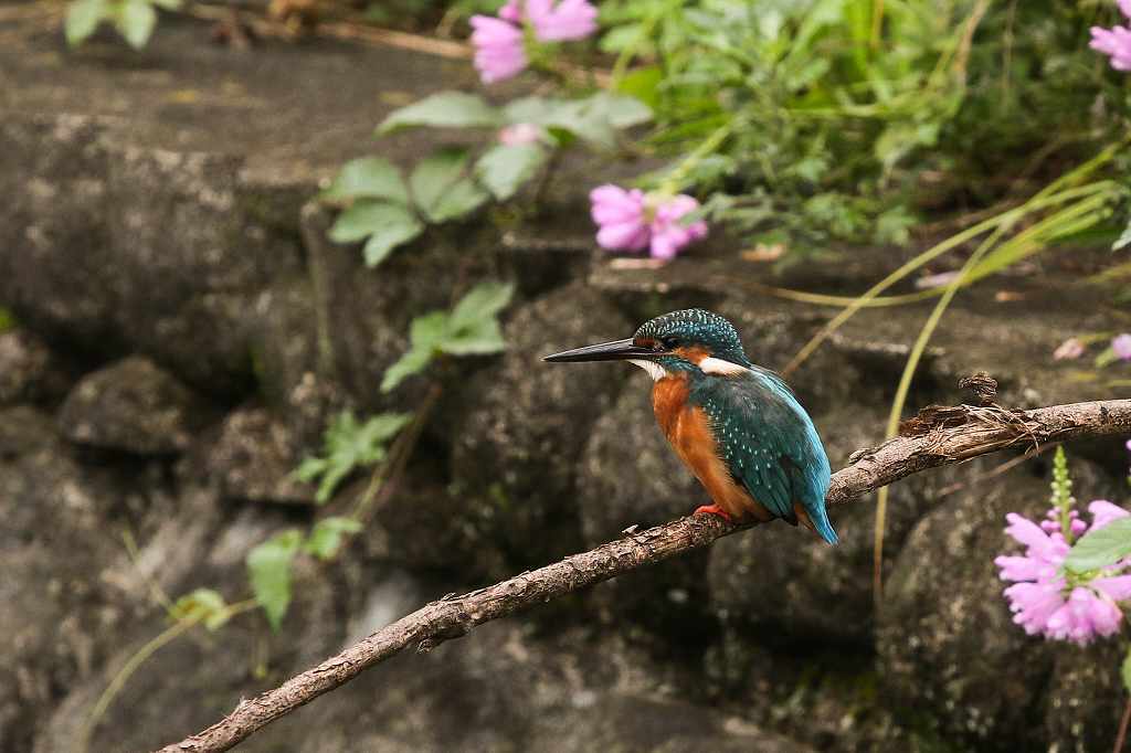 角虎の尾の花とカワセミ_e0293921_18315759.jpg