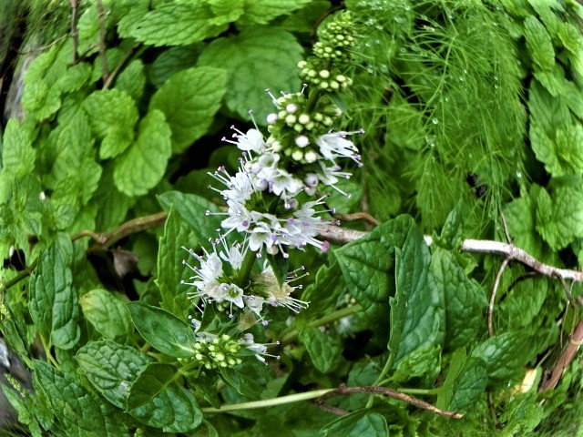 f0354923_23004244.jpg
