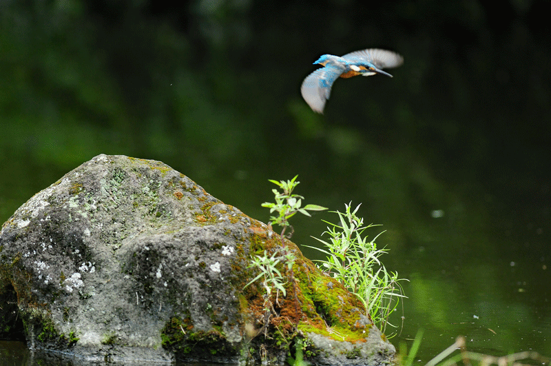 d0290240_20034993.gif