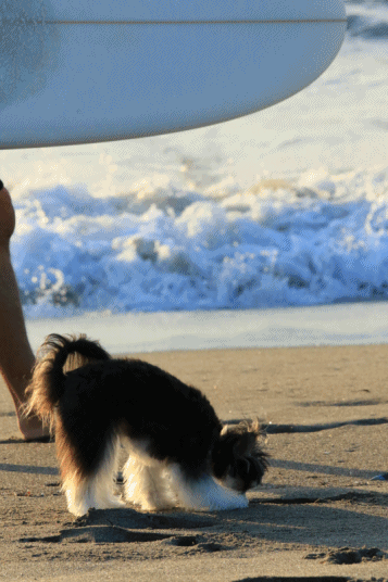 c0145250_10315142.gif