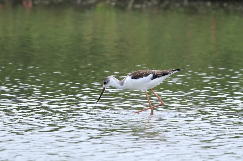 休耕田の鳥たち♪_a0167759_11394191.jpg