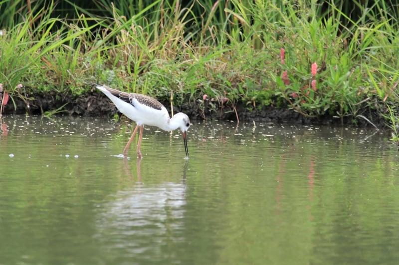 休耕田の鳥たち♪_a0167759_11403925.jpg