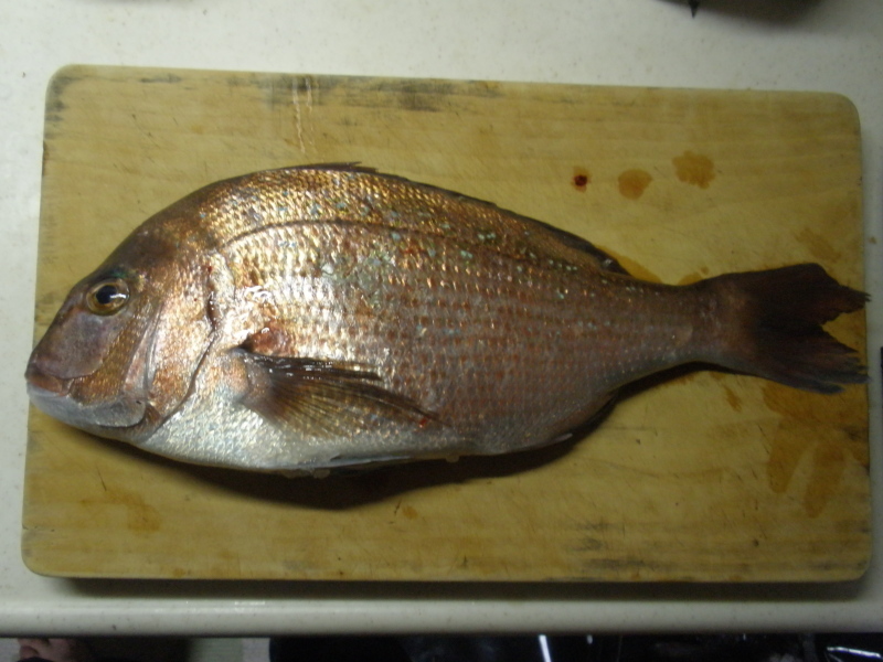 海上釣堀うみんぐ大島~魚はルアーで釣ってこそ!そんなふうに考えている時期が僕にもありました_a0376159_22031558.jpg