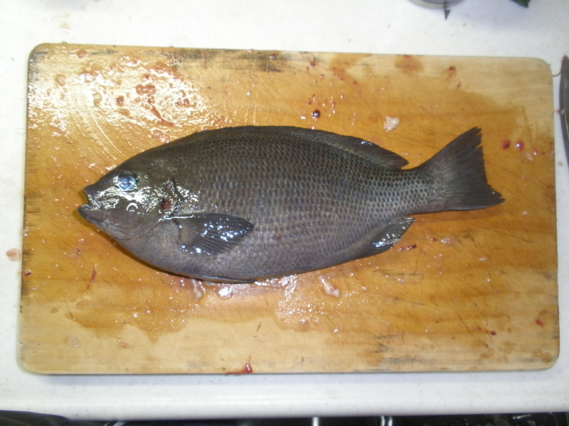海上釣堀うみんぐ大島~魚はルアーで釣ってこそ!そんなふうに考えている時期が僕にもありました_a0376159_22033804.jpg