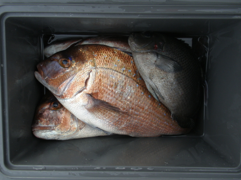 海上釣堀うみんぐ大島~魚はルアーで釣ってこそ!そんなふうに考えている時期が僕にもありました_a0376159_22043622.jpg