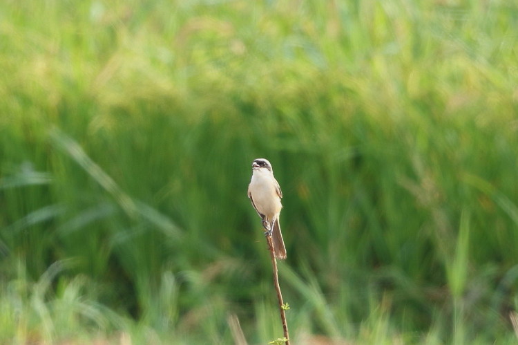 タカサゴモズ3_d0338778_00324329.jpg