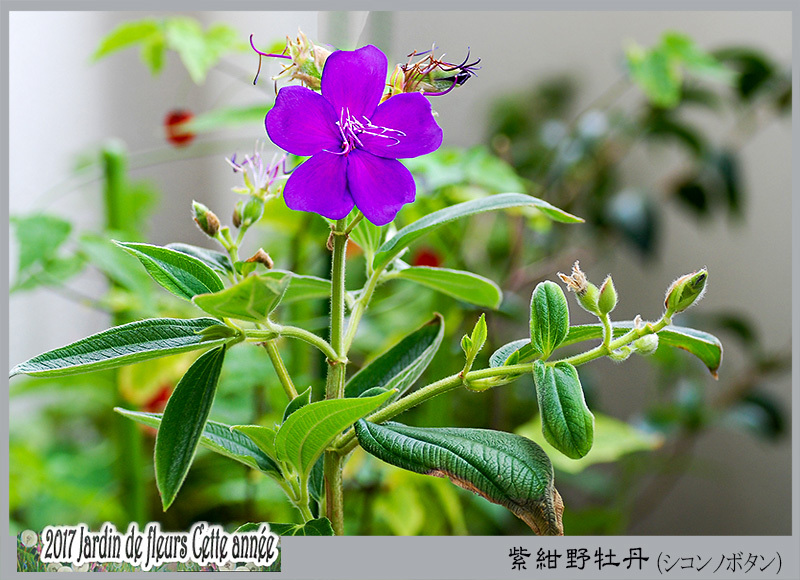 花たち 紫紺野牡丹 シコンノボタン デジカメ散歩写真 花たち 紫紺野牡丹 シコンノボタン デジカメ散歩写真