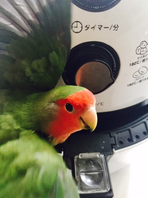 うちのインコ自慢_d0339681_15180211.jpg