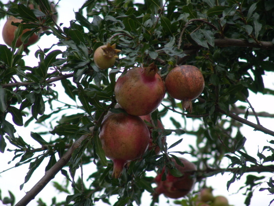 e0369096_21475230.jpg