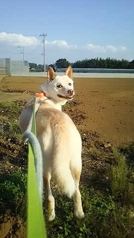 みんなでお散歩_f0242002_20491123.jpg