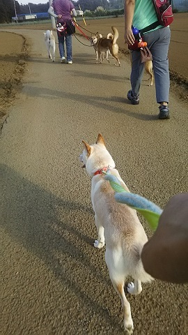 みんなでお散歩_f0242002_20492344.jpg