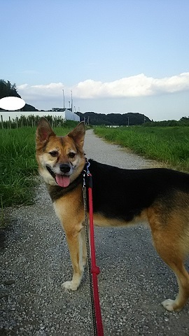 みんなでお散歩_f0242002_20505539.jpg