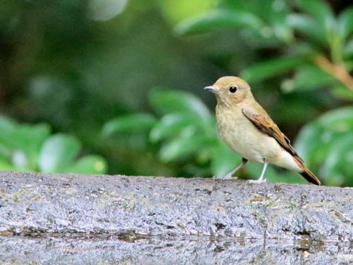 珍しい♂・♀並び　　　キビタキ　　　ＧＧＹ_d0346713_20373423.jpg