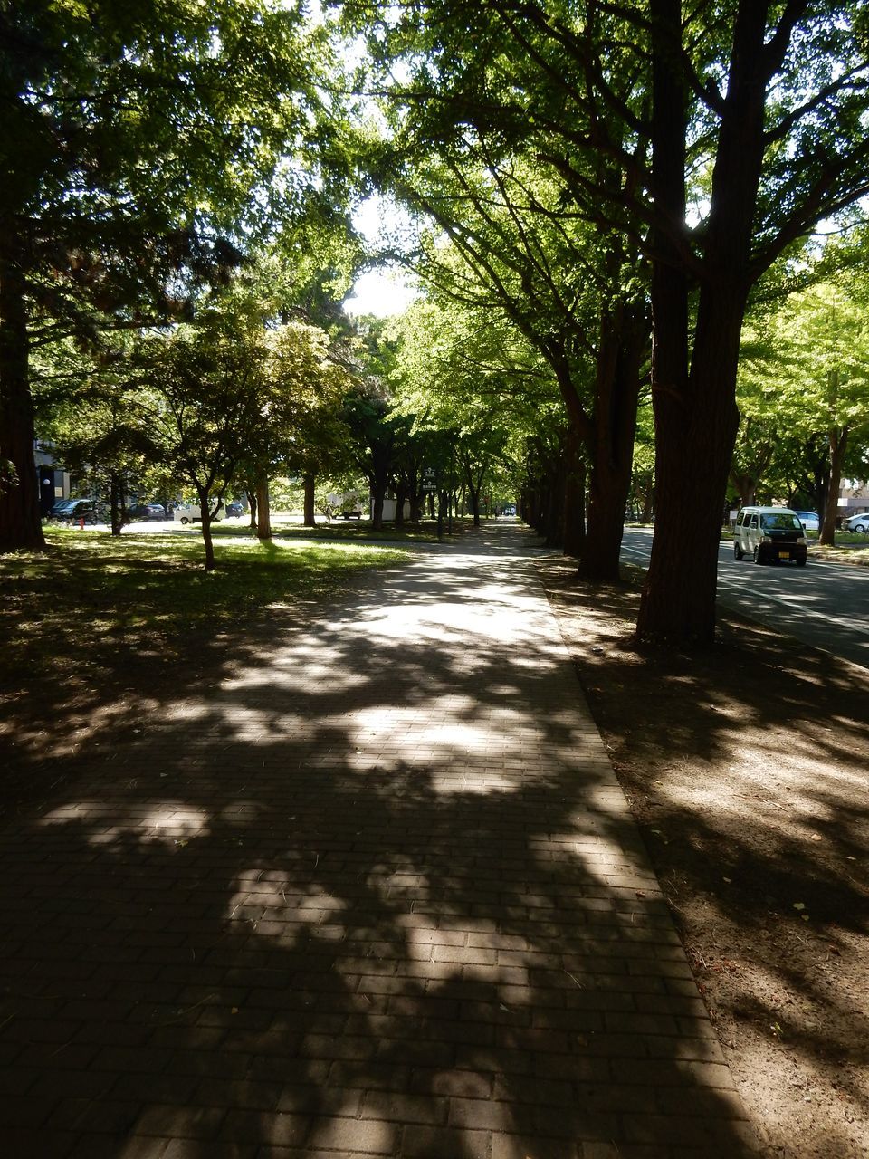 朝は霧　今日も夏日　北大へ_c0025115_21263993.jpg