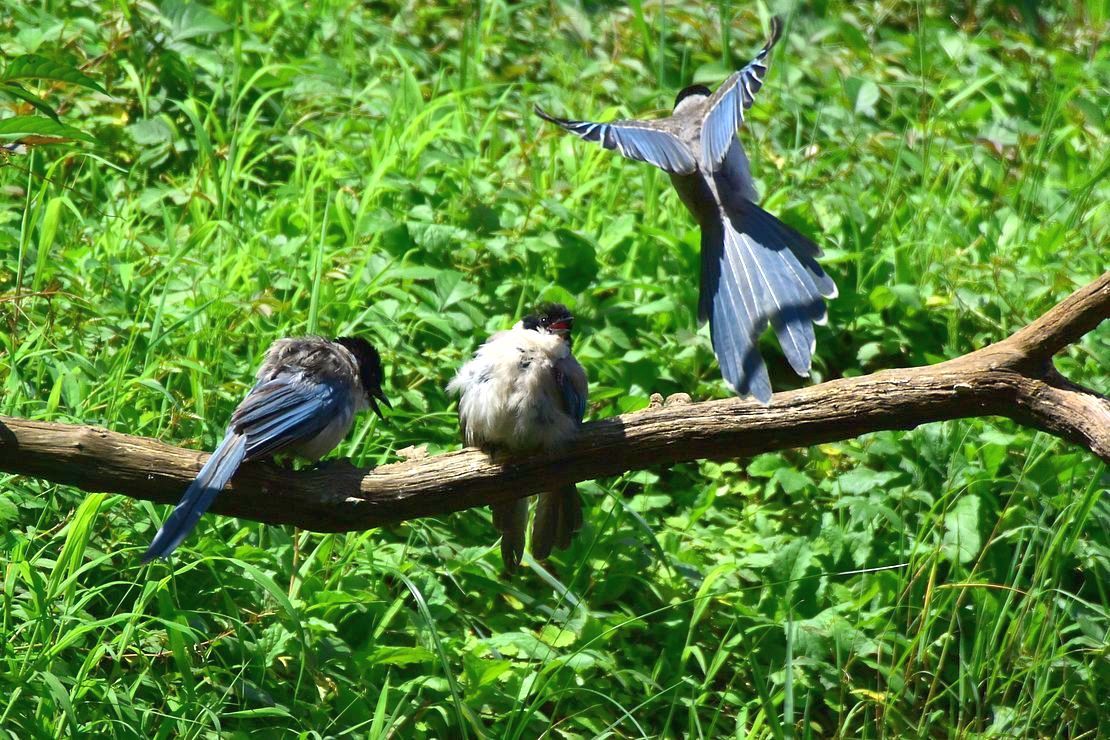 オナガの翼は素晴らしい と思う 私のデジタル写真眼