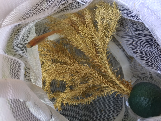 メダカ飼育記~増殖中~_b0000829_2032497.jpg