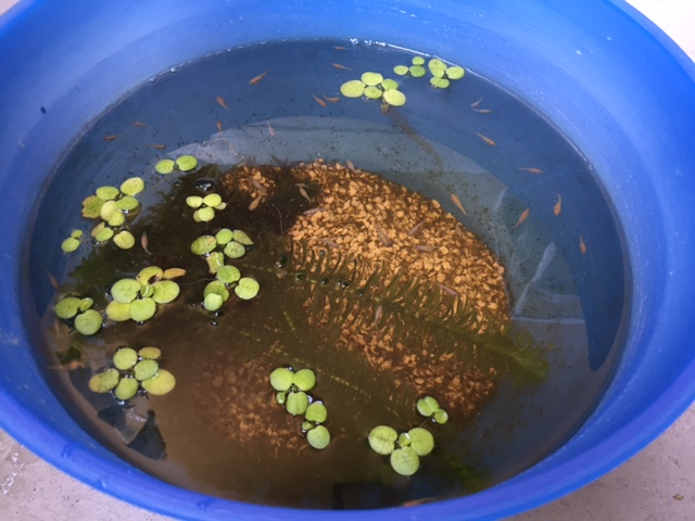 メダカ飼育記~増殖中~_b0000829_20324970.jpg