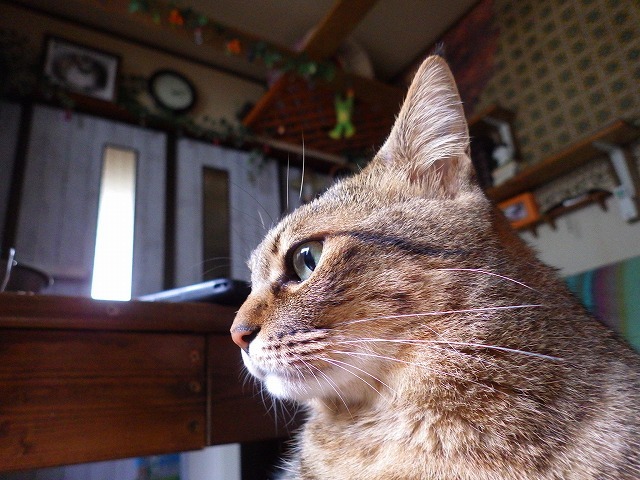 a0337237_15235834.jpg