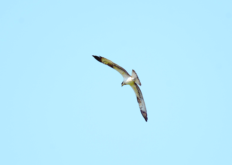 d0290240_16154068.gif