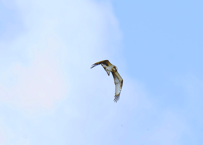 d0290240_16180071.gif