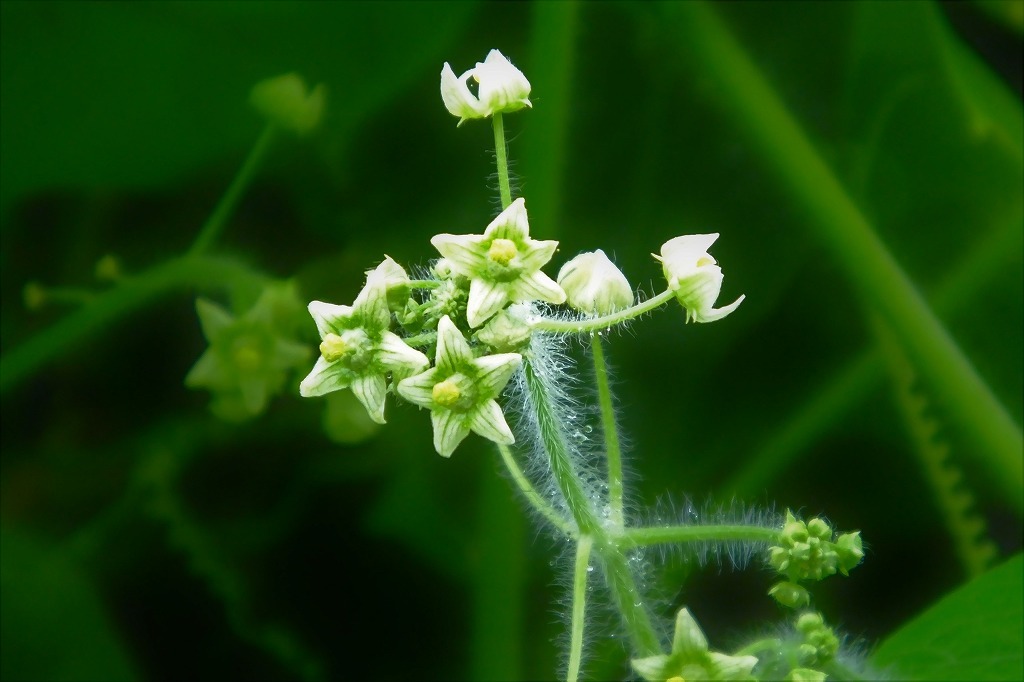 アレチウリの花に大きな蜂が_b0236251_14144021.jpg