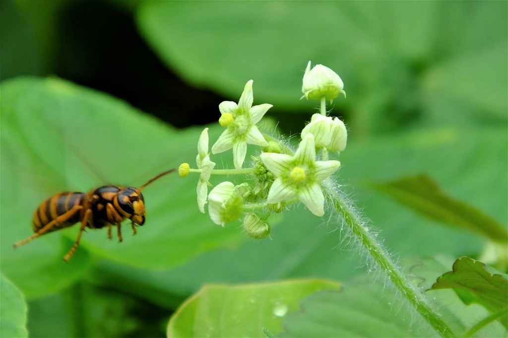 アレチウリの花に大きな蜂が_b0236251_14145141.jpg