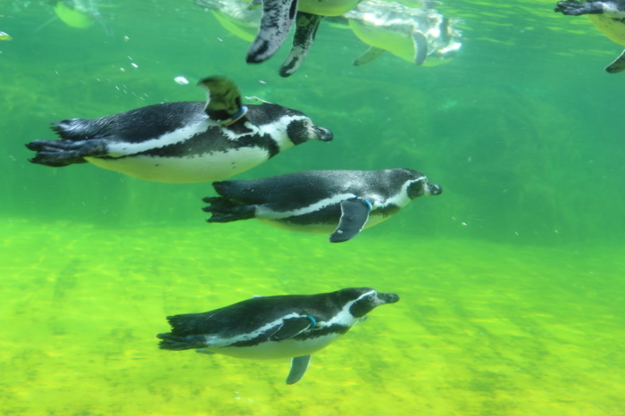 葛西臨海公園 7 葛西臨海水族園のお魚さんたち ペンギンさん Let S Enjoy Everyday 葛西臨海公園 7 葛西臨海水族園のお魚さんたち ペンギンさん Let S Enjoy Everyday