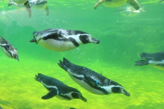 葛西臨海公園 7 葛西臨海水族園のお魚さんたち ペンギンさん Let S Enjoy Everyday