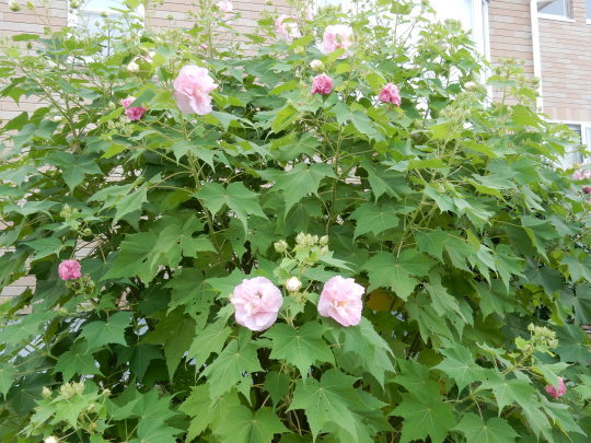 f0060461_10133230.jpg