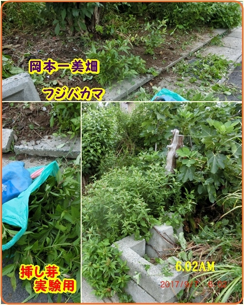 四つん這いになりひたすら草取り　_d0007071_13440107.jpg