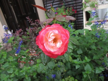 脳の仮想をいきている!その2_a0053480_05595387.jpg