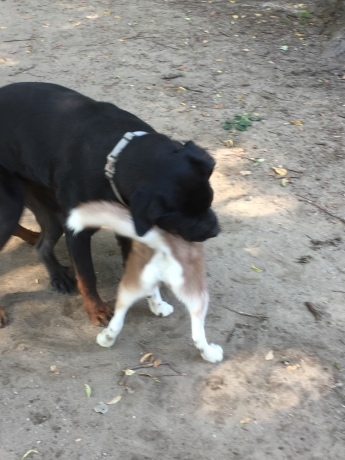 可能性大の子犬とももさん_c0253487_01530947.jpg