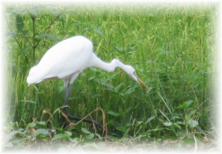 グルメな野鳥…♪_d0367190_19493604.jpg