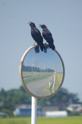 鳴子を想い・わが生業も思う。_c0337494_16563089.jpg