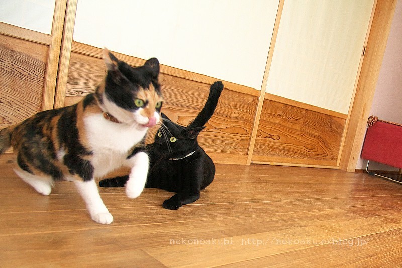 ペローン ねこのあくび ペローン ねこのあくび