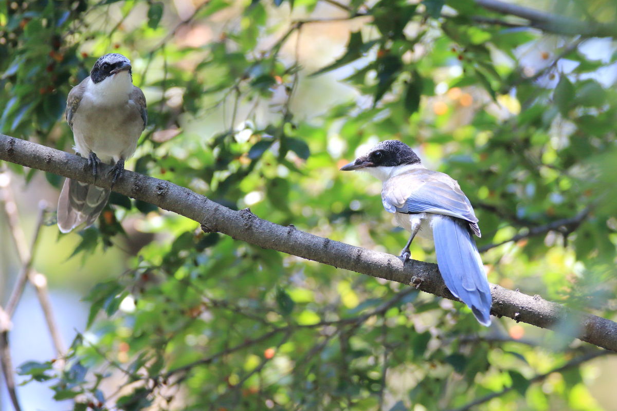 オナガ　幼鳥それとも若鳥 ?_f0369315_09365657.jpg