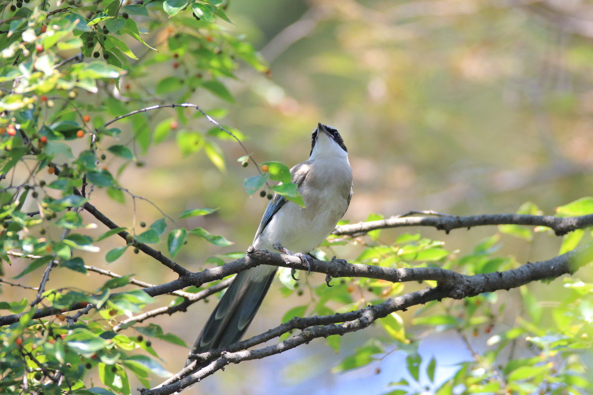 オナガ　幼鳥それとも若鳥 ?_f0369315_09365788.jpg