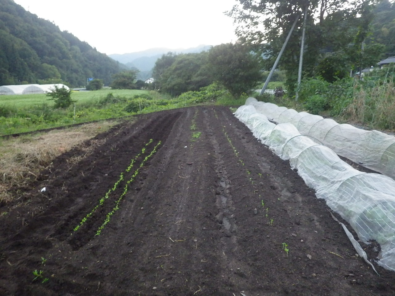 恵みの雨？。_c0300035_10380856.jpg