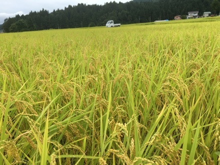 おとつい（木曜日）の状況【畦草刈りの腕は燃料の入れ方でわかる第3報】_a0346455_05555630.jpg