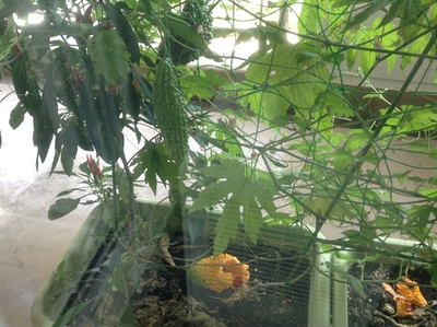 9 9 ゴーヤに来た虫 何の虫 バイオマスおやじの日々 9 9 ゴーヤに来た虫 何の虫 バイオマスおやじの日々
