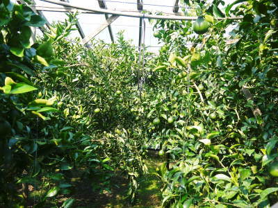 デコポン(肥後ポン) 匠の水管理でこの時期、果実を大きく成長させます!夏芽も元気に芽吹いています!後編_a0254656_17351457.jpg