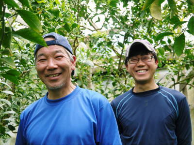 デコポン(肥後ポン) 匠の水管理でこの時期、果実を大きく成長させます!夏芽も元気に芽吹いています!後編_a0254656_17542553.jpg