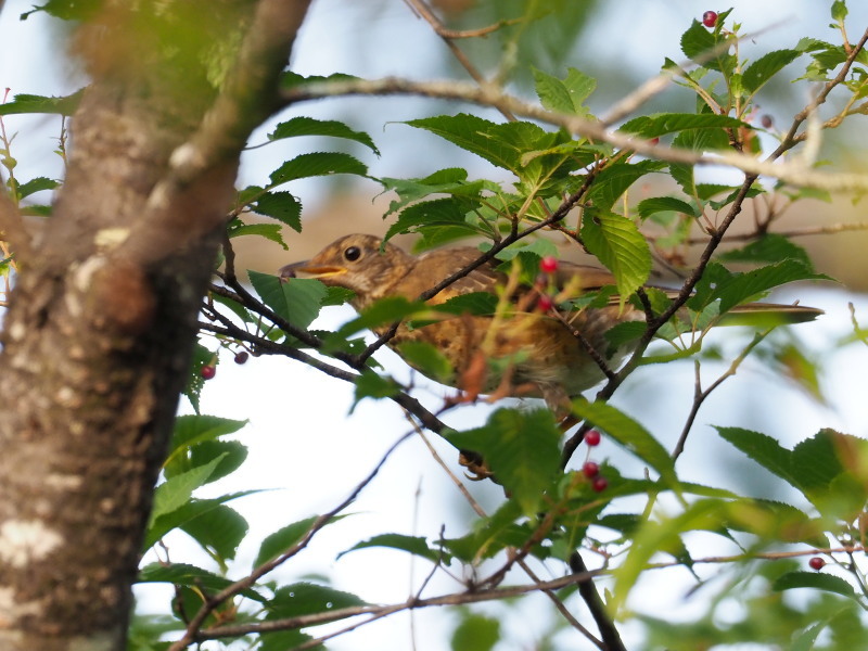 アカハラの幼鳥が元気_f0372177_15084027.jpg