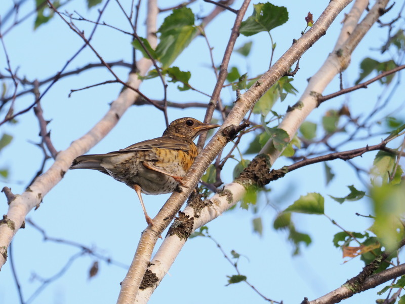 アカハラの幼鳥が元気_f0372177_15085023.jpg