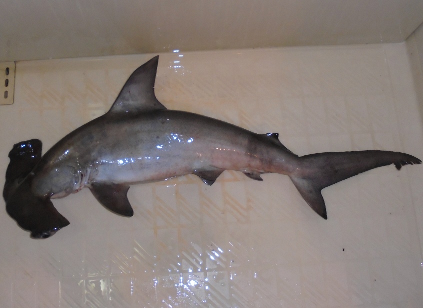 ハンマーヘッドシャーク① : my earth my world