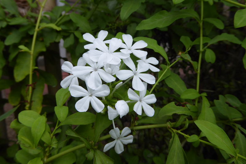 アオスジアゲハ・E５の花続き　瑠璃茉莉・姫凌霄花・日々草_d0261298_627124.jpg