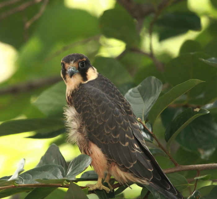 チゴハヤブサ幼鳥③：潤んだ瞳２０１７_c0319902_09352487.jpg