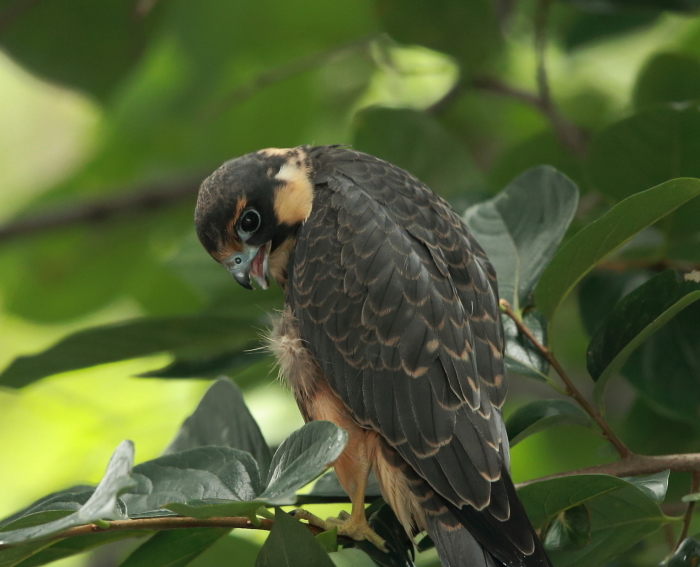 チゴハヤブサ幼鳥③：潤んだ瞳２０１７_c0319902_09360868.jpg