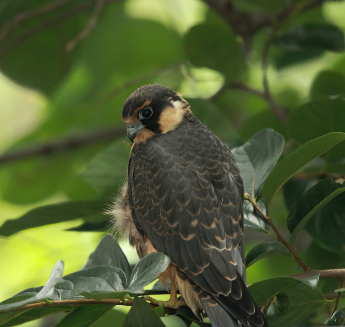 チゴハヤブサ幼鳥③：潤んだ瞳２０１７_c0319902_09373931.jpg